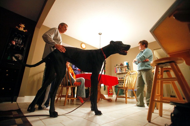 WorldÃ¢â‚¬â„¢s tallest dog dies of old age [Photos]